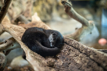 otter sleeping peacefully on tree bark