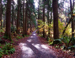 Fototapeta premium Sunny path through a fall forest