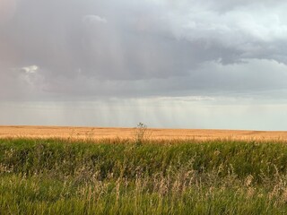 A wide open prairie landscape in Alberta, Canada, showcasing dramatic rainclouds forming above golden fields and tall grass. Captures the power and beauty of changing weather on the prairies.