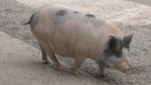 Cerdo caminando 