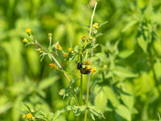 野原の花に止まるタイワンタケクマバチ