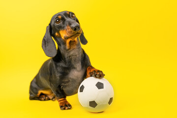 Cute dachshund posing with a soccer ball against a bright yellow backdrop, capturing a playful and cheerful scene perfect for pet lovers and sports enthusiasts.
