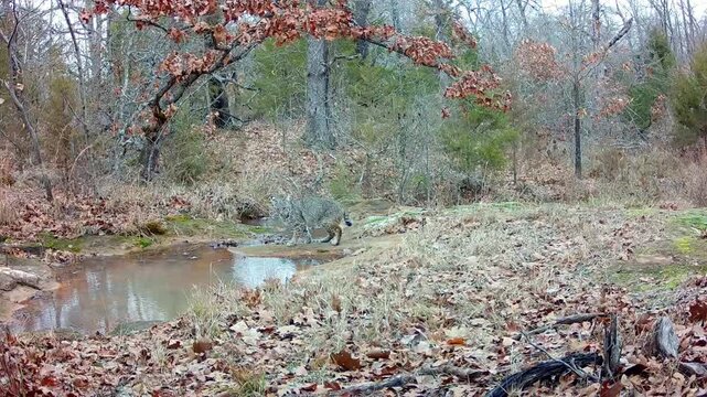 Small bobcat in a small opening in the woods on a blustery winter day with some spitting snow, walking around cautiously unsure where to go