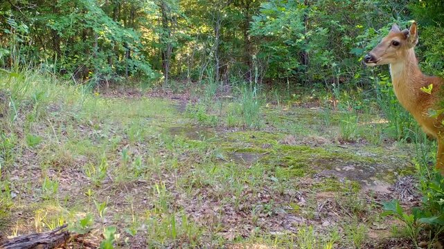 Three White-tailed deer bucks playing on a spring evening in the woods