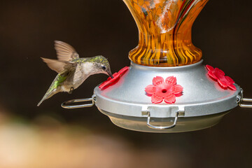 Hummingbird drinks from a colorful feeder.