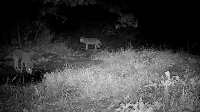 Two coyotes at a small creek at night, one walking by and the other getting a drink