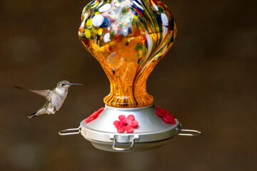 Little hummingbird flying up to a feeder.