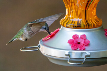 hummingbird in flight