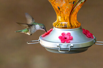 hummingbird feeding at a nectar feeder in summer.