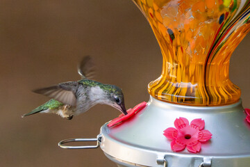 Feeding While Hovering