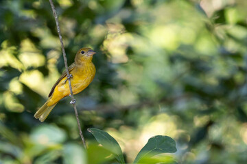 Yellow summer tanager
