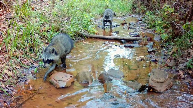 Raccoon family running along a creek bottom in fall