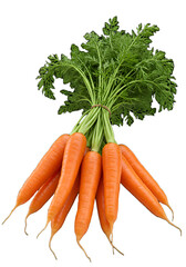 Freshly harvested bunch of organic carrots with vibrant green tops on a black background