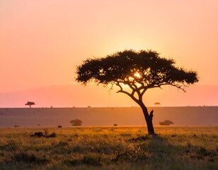 Obraz premium Sunrise over the savanna with a lone acacia tree