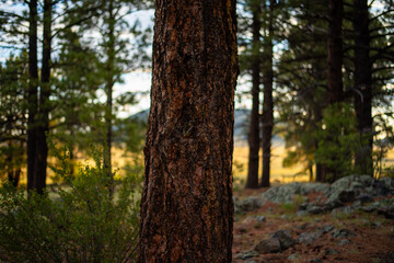 Obraz premium sunrise in the Flagstaff forest