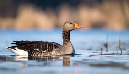 Obraz premium Graceful graylag goose glides serenely across a tranquil water surface, showcasing its striking black and gray plumage.