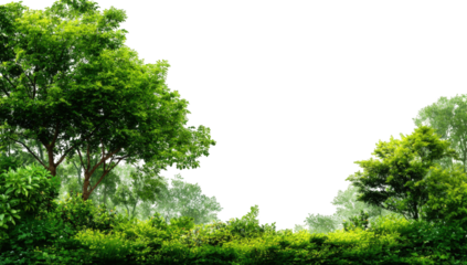 Lush green forest edge