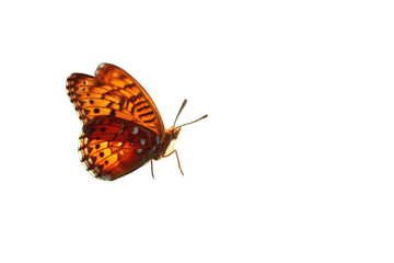 Close-up of a vibrant orange-brown butterfly