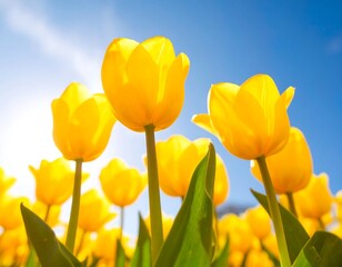 A vibrant field of bright yellow tulips, illuminated by sunlight, showcases the beauty of spring.