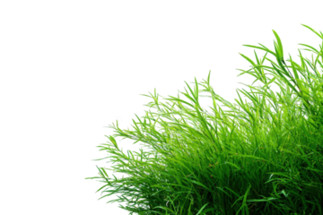 Close-up of vibrant green grass