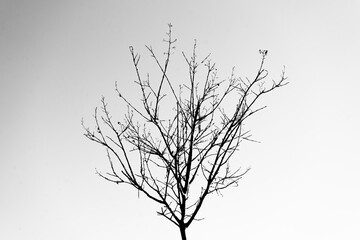 Silueta de árbol en blanco y negro 