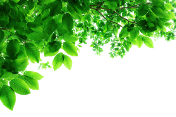 Fresh green leaves in a corner border