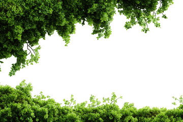 Lush green foliage framing a dark void (1)