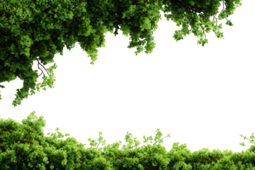 Lush green foliage framing a dark void (1)