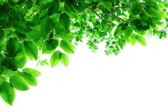 Fresh green leaves in a corner border