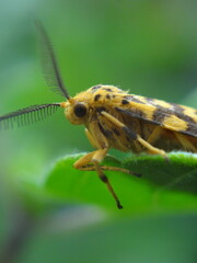 a new species of butterfly captured on macro