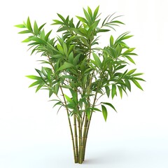 Fototapeta premium Bushy Bamboo Plant Many Green Leaves on White Background image