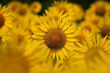 太陽の光を浴びる黄色いひまわり