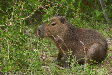 Young capybara, Hydrochoerus hydrochaeris, surrounded by vegetation in its natural habitat. It is the largest living rodent, native to South America. El Palmar National Park, Entre Rios, Argentina.