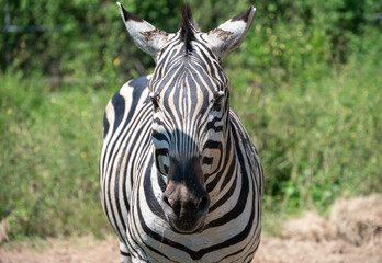 Portrait of Zebras living in wildlife conservation area. Zebra is species of African horse family unique with having black an white strippit coats.