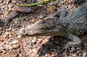 Close up of a Crocodile living outdoor. A crocodile is a large amphibious reptile. It lives mostly...