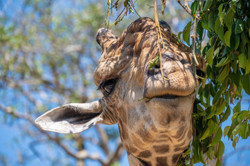 Close up of a giraffe chewing plant leaf in wildlife conservation zoo. Giraffes are the world's tallest mammals.