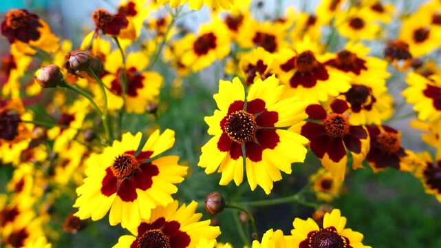 Video of Coreopsis tinctoria, commonly known as plains coreopsis, garden tickseed, golden tickseed, or calliopsis
