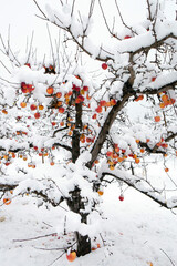 Winter wonderland in an organic gala apple orchard in the Okanagan Valley, Canada