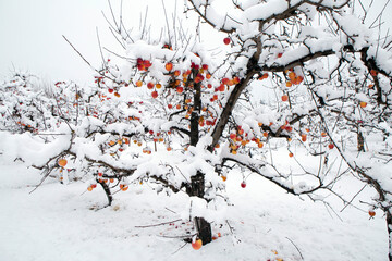 Winter wonderland in an organic gala apple orchard in the Okanagan Valley, Canada