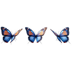 Three blue and orange butterflies isolated on white background
