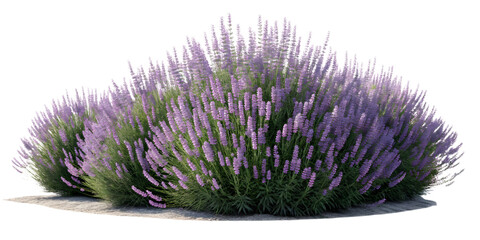 Bush of lavender flowers isolated on transparent background