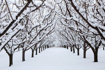 Fototapeta premium Winter wonderland in an organic gala apple orchard in the Okanagan Valley, Canada