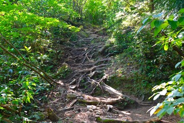 剱岳・早月尾根の樹林帯の登山道