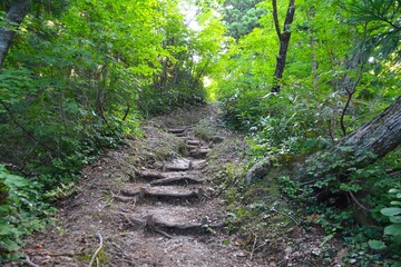 剱岳・早月尾根の樹林帯の登山道