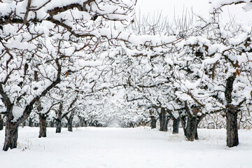 Winter wonderland in an organic gala apple orchard in the Okanagan Valley, Canada