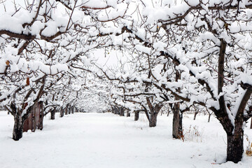 Winter wonderland in an organic gala apple orchard in the Okanagan Valley, Canada