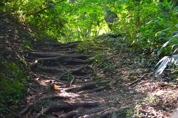 剱岳・早月尾根の樹林帯の登山道
