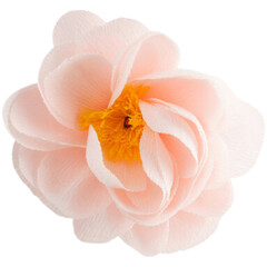 Delicate pale pink camellia flower isolated on white background