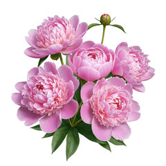 Obraz premium A beautiful arrangement of delicate pink peonies with green leaves and a bud transparent background