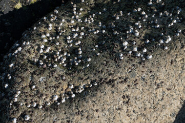 shells in the beach 